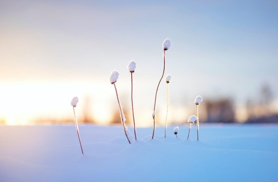 Photo by Andrea Windolph on Unsplash